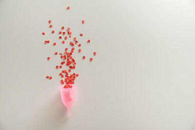 Close-up of plant against white background