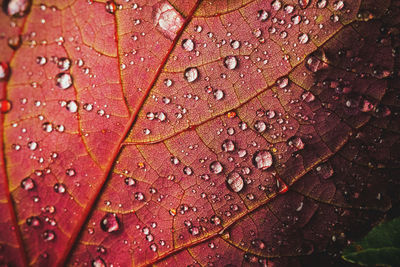 Close-up of dew drops on a bright red leaf