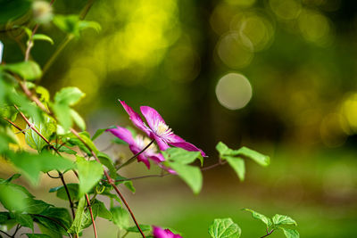 Close-up of pink flowering plant