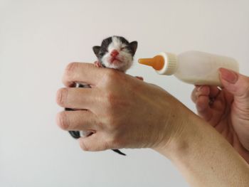 Woman's hand trying to feed a newborn kitten with a bottle of milk.