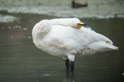 Swan in water