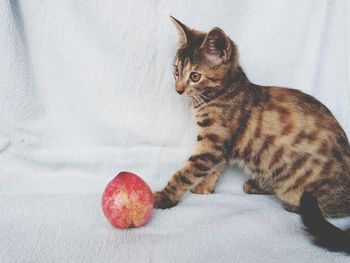 Close-up of a cat looking away