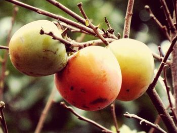 Close-up of fruits on tree