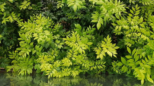 Close-up of plants