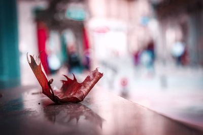 Close-up of multi colored umbrella on table