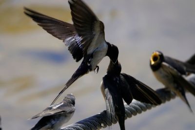 Close-up of birds flying