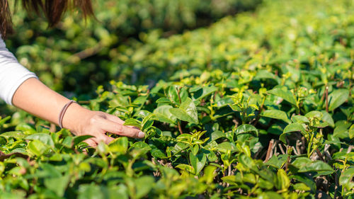 Cropped image of hand holding leaves on field