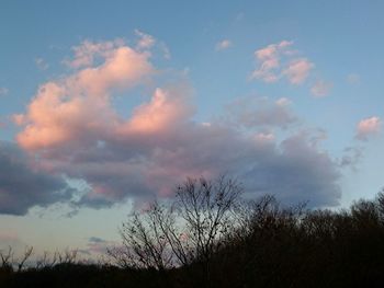 Silhouette of bare tree on field