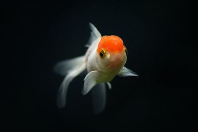 Close-up of fish swimming in water