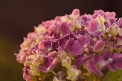 Close-up of pink flowers