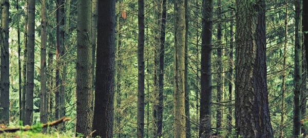 Trees growing in forest