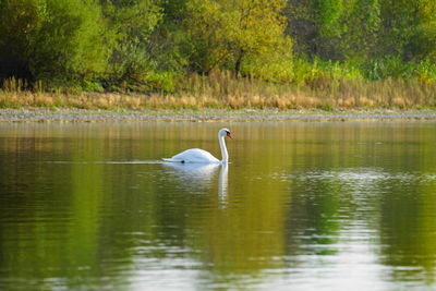 Swan swimming in lake