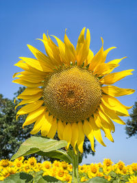 Close-up of yellow sunflower against sky