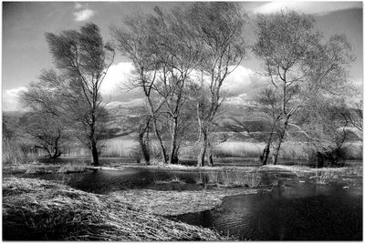 Reflection of trees in water