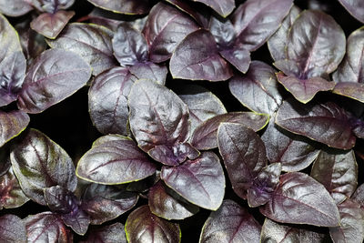 Full frame shot of dry leaves