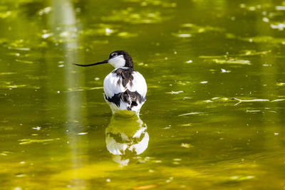 A avocet bird from behind with distinctive upward curved beak