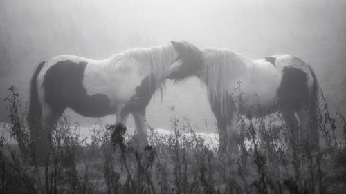 Side view of horse