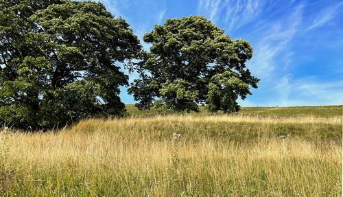 Wild grass and old trees, on the hill tops in cray, buckden, yorkshire, uk