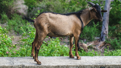 Horse standing in the ground