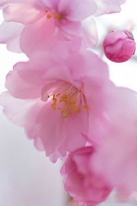 Close-up of pink flowers