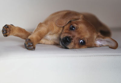 Portrait of dog lying down on floor