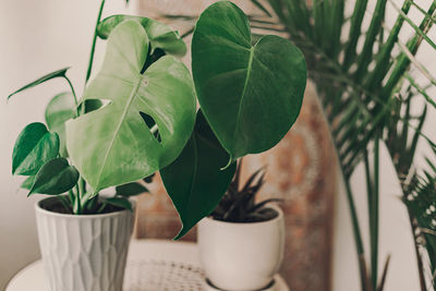 Close-up of green plant against wall