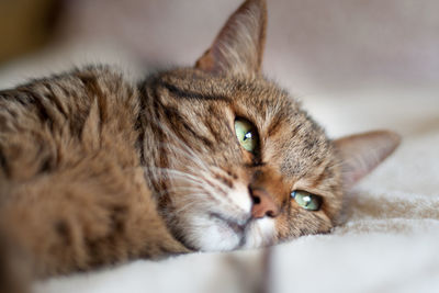 Close-up of cat resting on bed