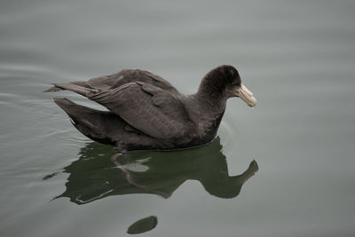 Duck swimming in a lake