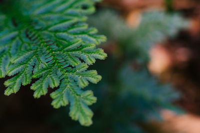 Close-up of green leaves