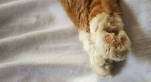 High angle view of cat sleeping on bed