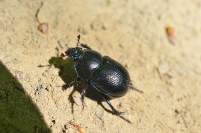 High angle view of insect on sand