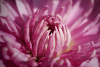 Detail shot of pink flower