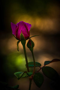 Close-up of pink rose flower