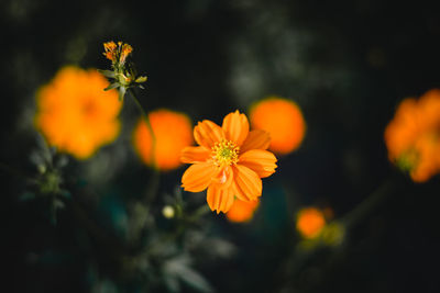 Close-up of orange flowering plant