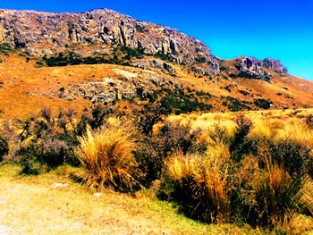 View of trees on mountain