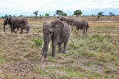 Wild african elephants in mikumi national park in tanzania in africa