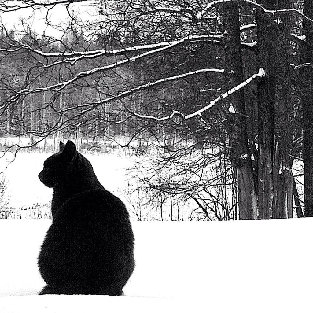 animal themes, mammal, one animal, domestic animals, pets, tree, domestic cat, relaxation, branch, sitting, winter, cat, nature, snow, rear view, dog, cold temperature, togetherness