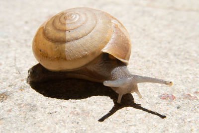 Snail walking slowly along the wall of the mortar.