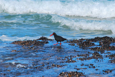 Bird perching on a rock