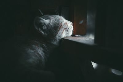 Close-up of a cat resting