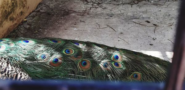 High angle view of peacock