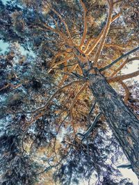 Low angle view of trees in forest