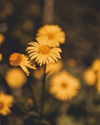 Close-up of flowers against blurred background