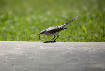 Northern mockingbird mimus poslyglotto holding a grub in its mouth