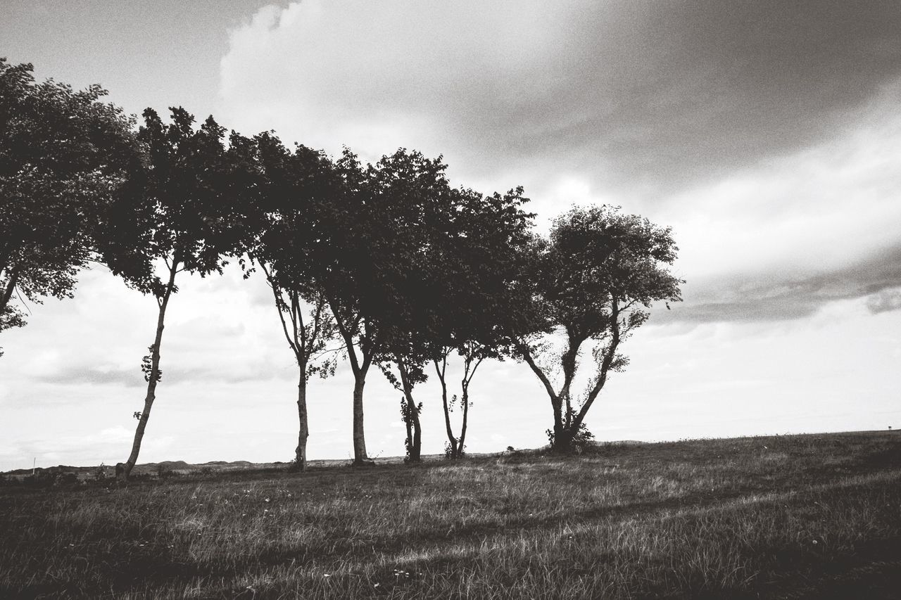 sky, tree, tranquility, field, cloud - sky, tranquil scene, landscape, growth, cloudy, nature, grass, cloud, scenics, beauty in nature, low angle view, single tree, rural scene, day, outdoors, non-urban scene