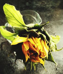 Close-up of yellow flower