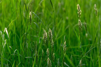 Close-up of wheat growing on field