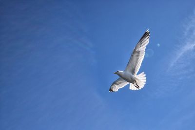 Low angle view of seagull flying against clear blue sky