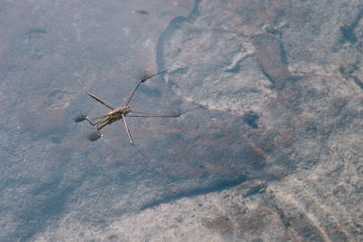 Close-up of insect