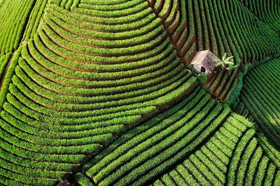 High angle view of corn field